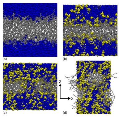 膜相互作用模拟